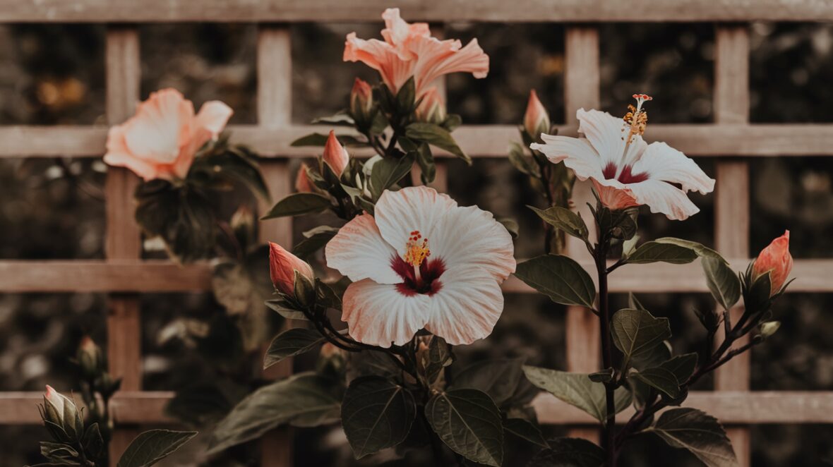 Kiedy Przycinać Hibiskusa: Kompletny Poradnik dla Ogrodników